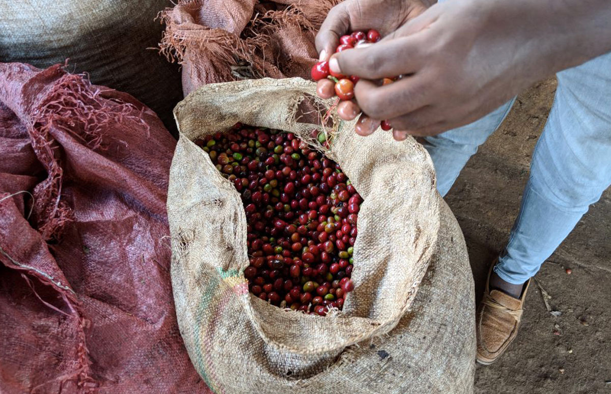 Coffee Processing: Natural vs Washed