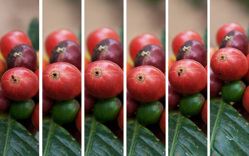 A multi frame photo of a small black bug entering a red coffee berry
