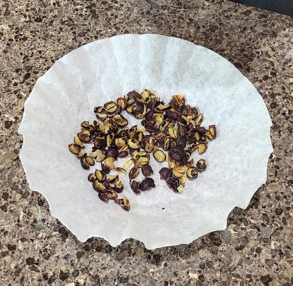 Dried skins of coffee cherries, collected from a micro batch roast