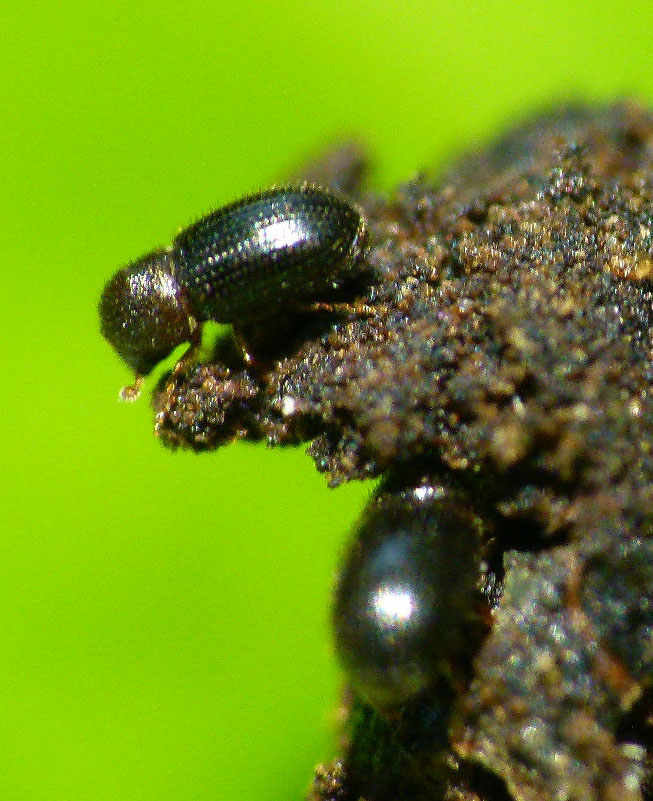Close up of a black shiny Coffee Berry Borer insect on a coffee berry.