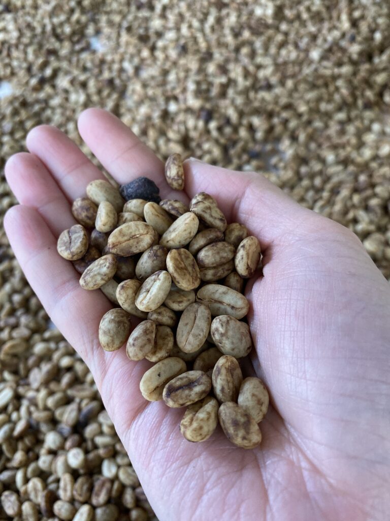 A handful of coffee beans that have been dried using the honey process
