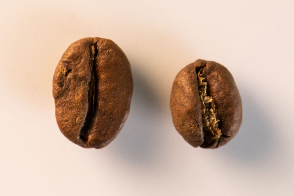 two coffee beans, one larger than the other.  the smaller is a peabery.